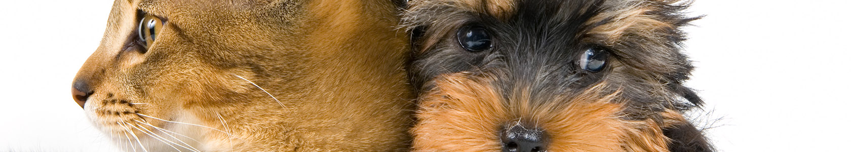 The puppy and kitten The puppy and kitten